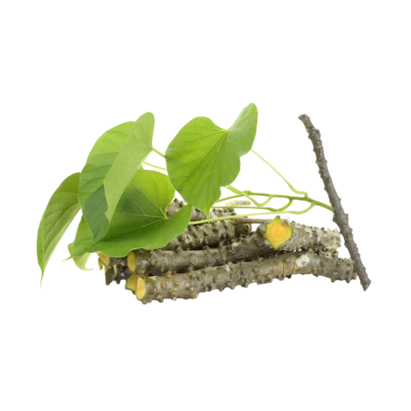 Giloy Stems with Leaves