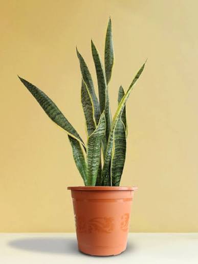 Snake Plant in Pot