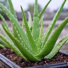 Medicinal Plants
