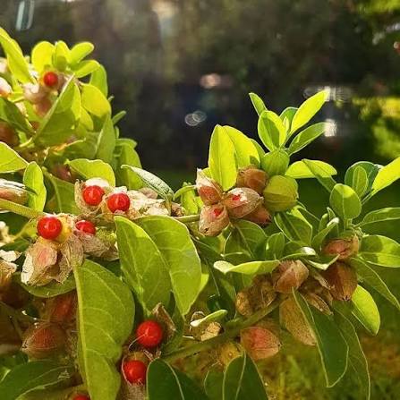 Ashwagandha Plant
