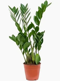 ZZ Plant (Zamioculcas zamiifolia)