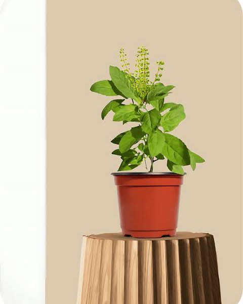 Holy Basil (Tulsi) Plant