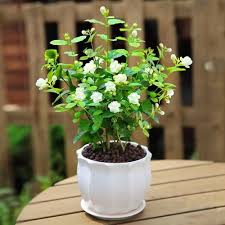 Jasmine Plant in Pot