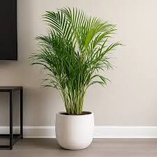 Areca Palm Plant in Pot