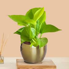 Indoor Plants