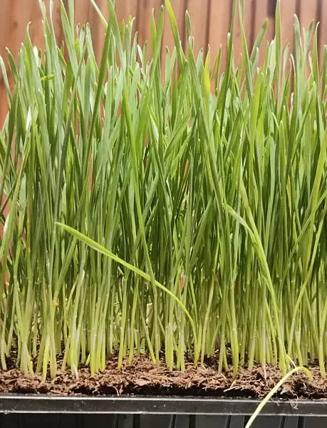 Fresh Wheatgrass Tray
