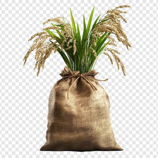 Fresh Paddy Rice in Jute Sack